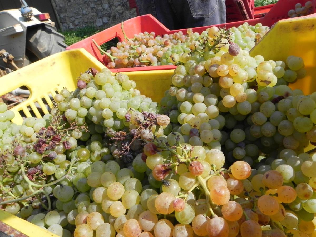 Agriturismo Il Cuscino Nel Pagliaio كامبيليا ماريتيما المظهر الخارجي الصورة